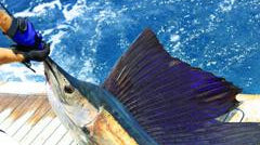 Atlantic Sailfish