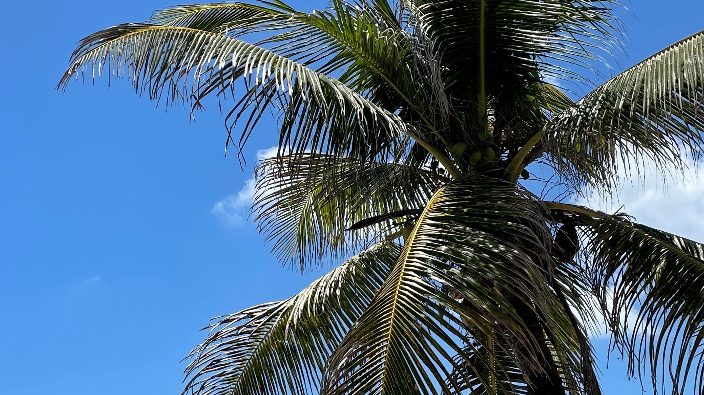 The Palm Tree and the Conundrum