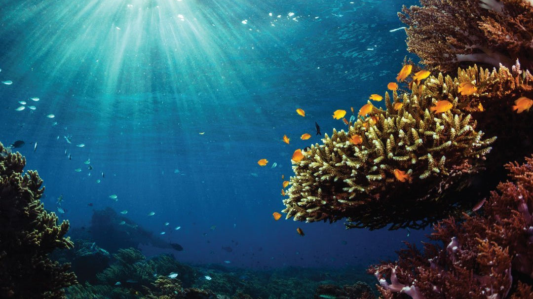 Every Breath You Take: A Coral Reef Lesson
