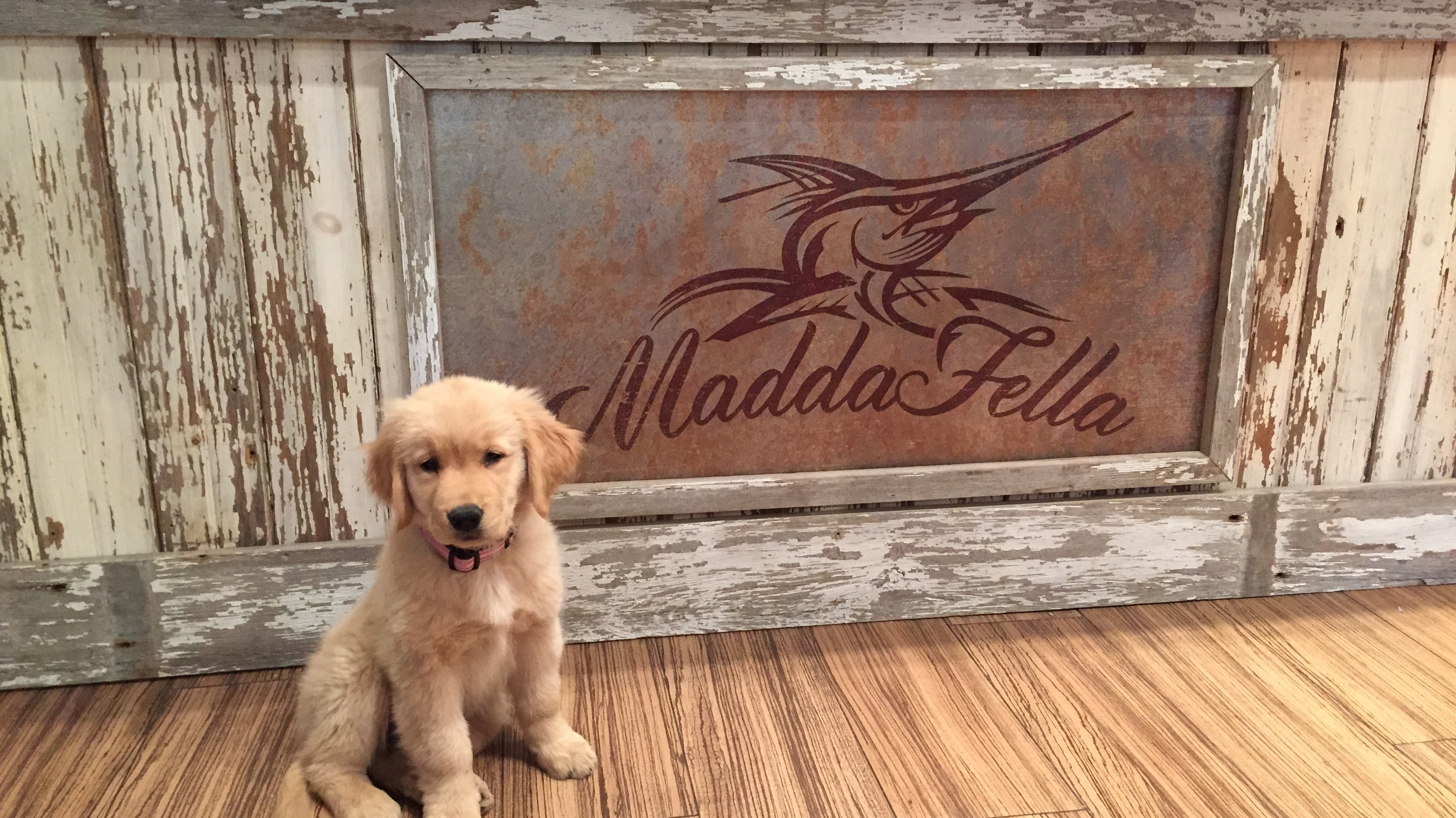 Ready for Therapy Dog Training