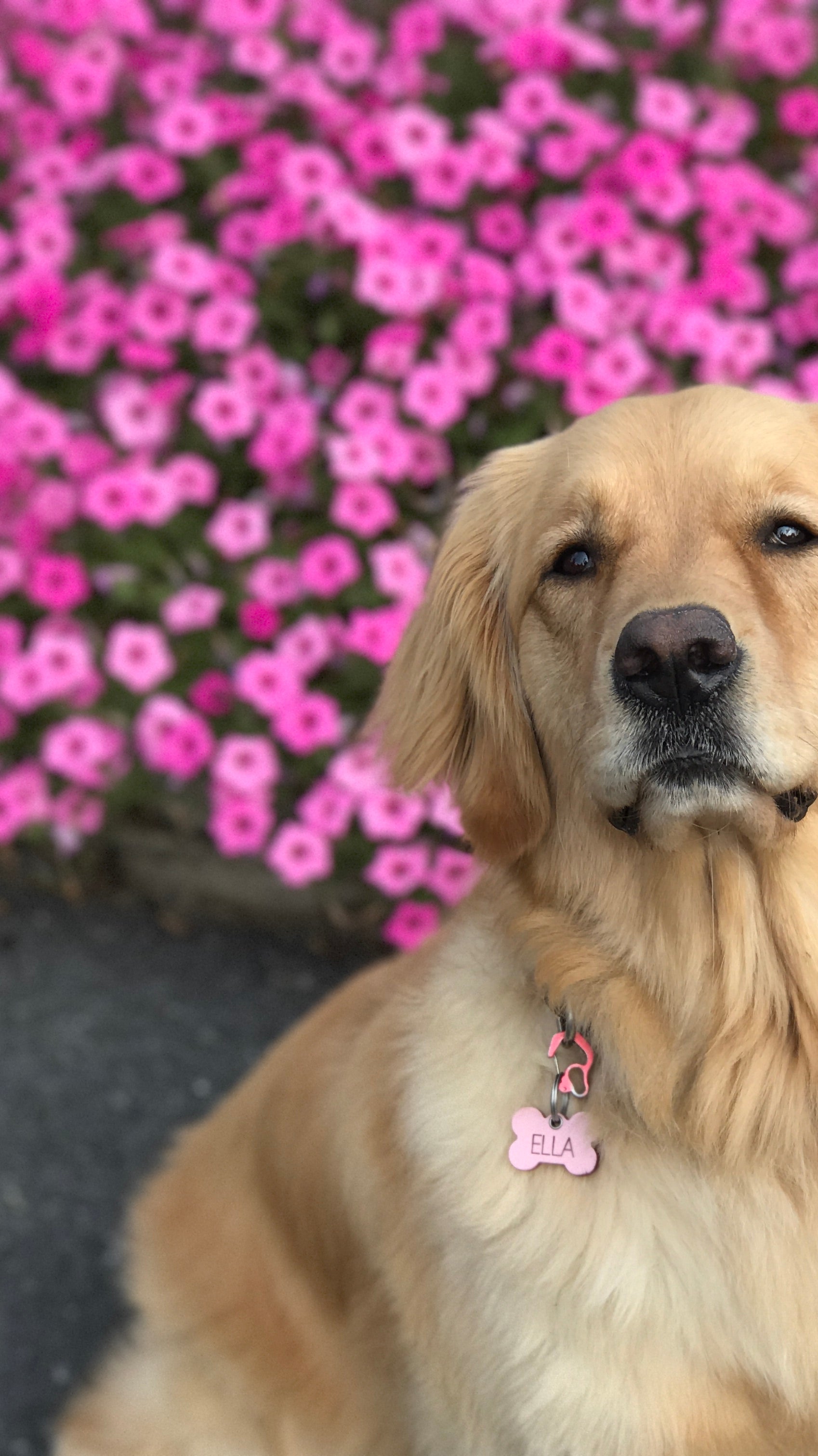 Heartache to Hope-Losing Ella, our Much Loved Golden Retriever