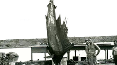 Pacific Sailfish