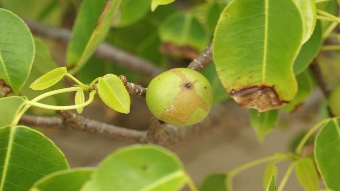 A Little Poison in Paradise