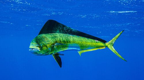 12 Days Fishing Key West