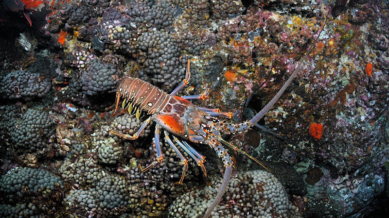 Everything You Need To Know About Florida's Spiny Lobster Season