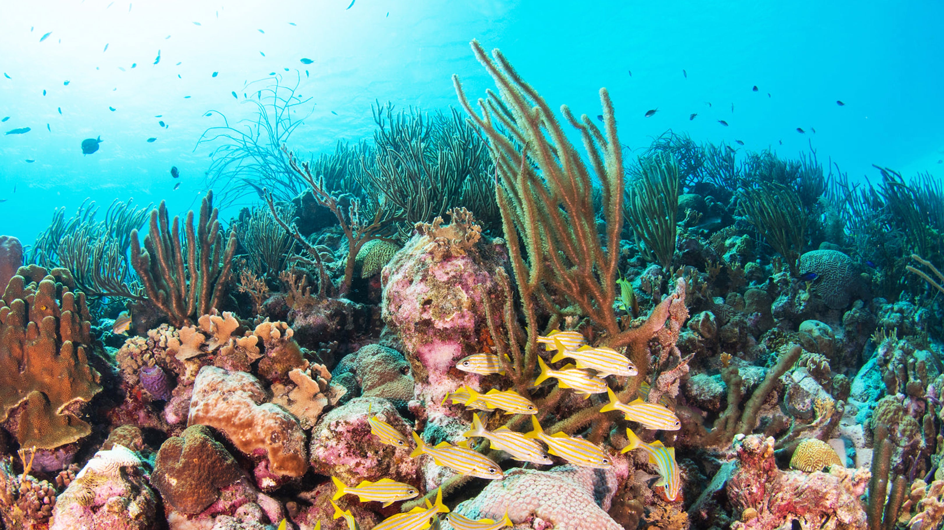 Madda Fella & the Coral Restoration Foundation™: Healing our Home