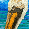 Sea Basin Pelican – LE Giclee On Canvas