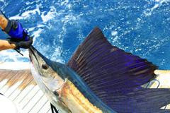 Atlantic Sailfish