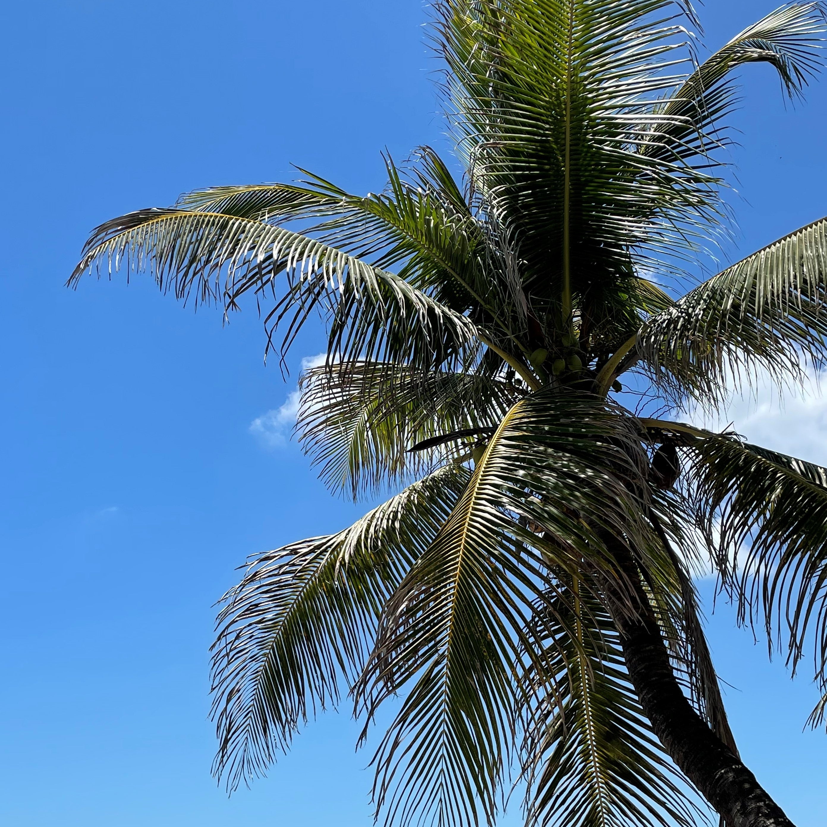 The Palm Tree and the Conundrum