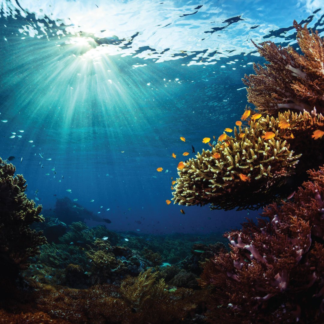 Every Breath You Take: A Coral Reef Lesson