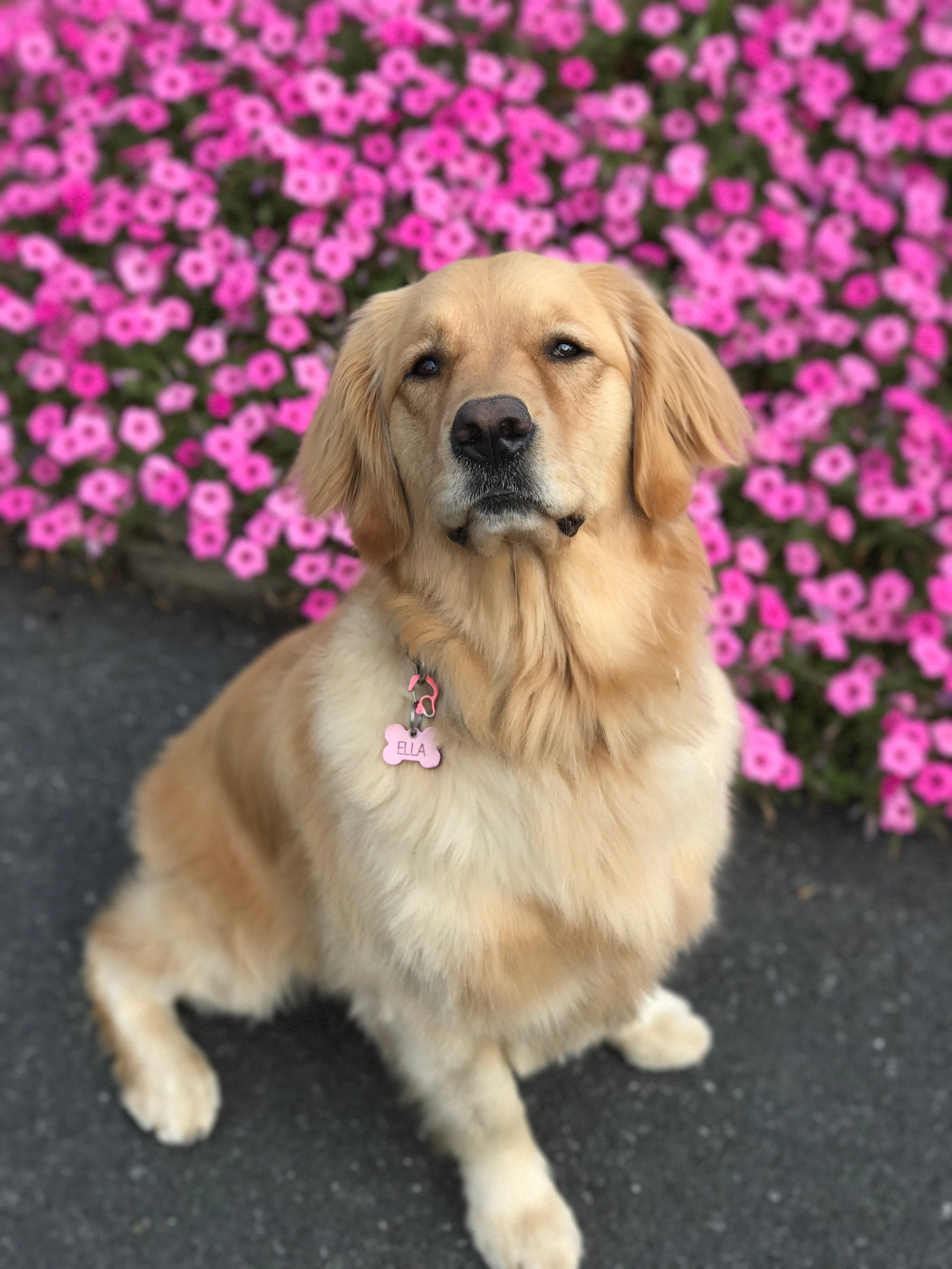 Heartache to Hope-Losing Ella, our Much Loved Golden Retriever