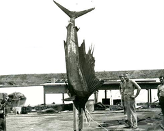 Pacific Sailfish