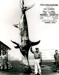 Swordfish