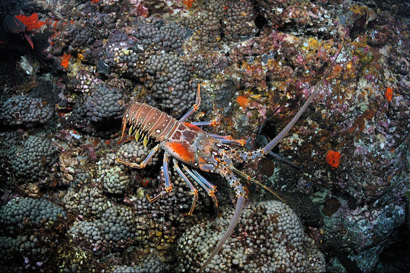 Everything You Need To Know About Florida's Spiny Lobster Season