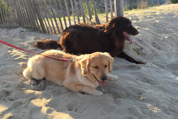 ... the three-legged wonder dog