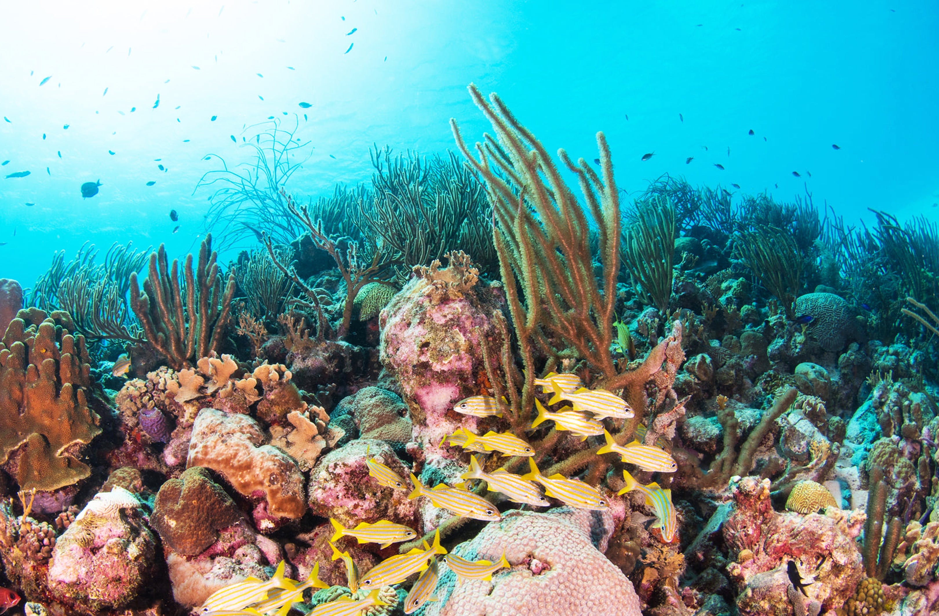 Madda Fella & the Coral Restoration Foundation™: Healing our Home